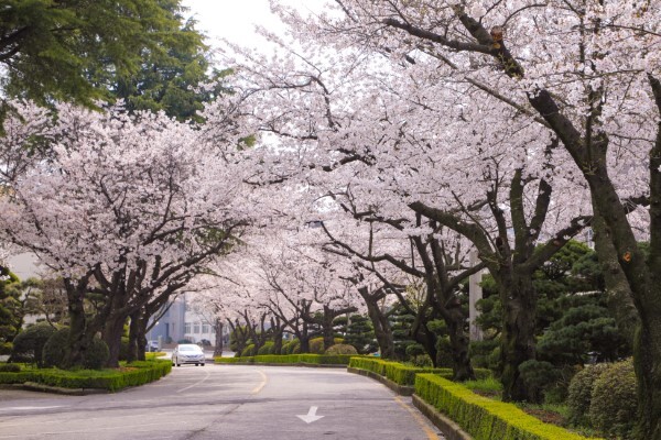 원광대학교 벚꽃길.