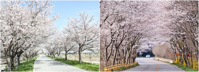 만경강 벚꽃길(왼쪽)과 웅포 벚꽃길.