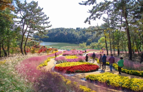 신흥근린공원 국화전시.