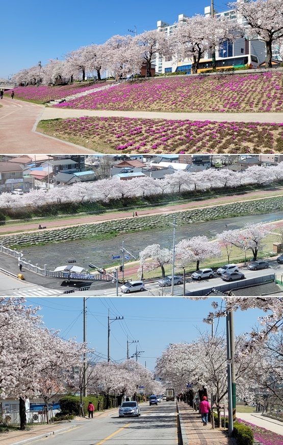 정읍천변 벚꽃길 모습.