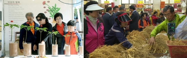 인삼축제장에 참석한 관광객들이 인삼 성장 과정을 살펴보고 있는 모습(왼쪽) / 인삼축제에서 6년근 인삼을 고르고 있는 관광객들