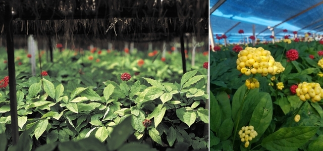 인삼밭에 인삼꽃이 피어있는 모습. 오른쪽 사진의 노랑꽃은 익기전 모습, 붉은 꽃은 익은 모습.