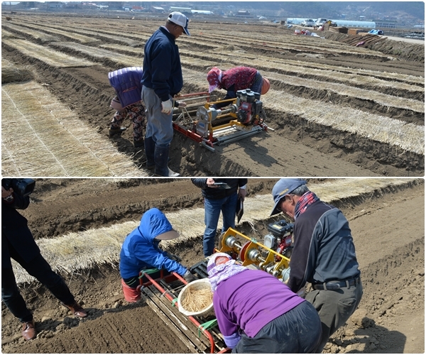 인삼을 식재하고 있는 모습.