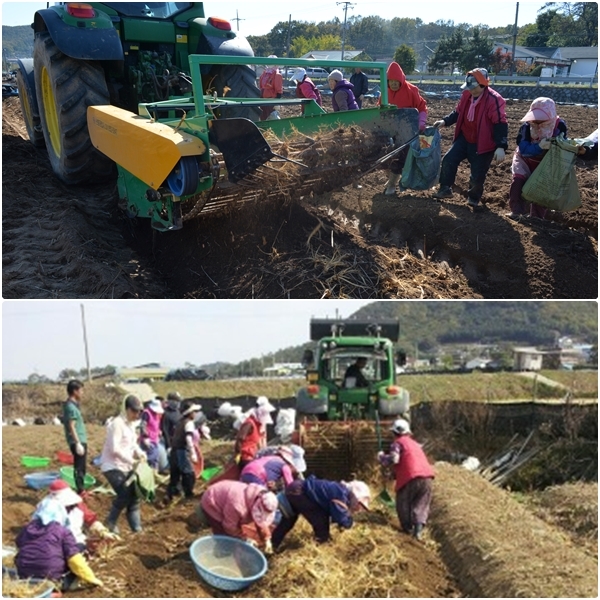 (위) 인삼을 기계로 채굴하고 있는 모습 / (아래) 기계로 캐낸 인삼작업을 하고 있는 모습
