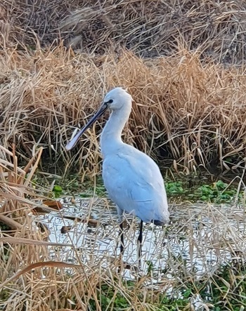 최근 익산 영등동 소라산에서 발견된 천연기념물 노랑부리 저어새.