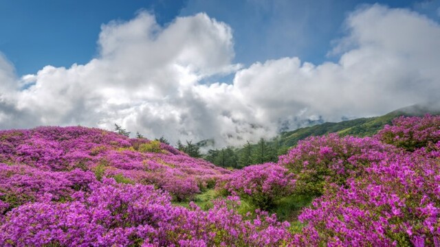 철쭉이 활짝 핀 지리산 천상의 화원.