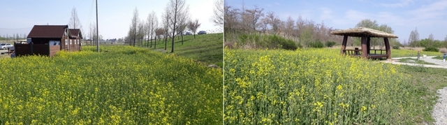 유채꽃이 만발한 용안생태습지공원.