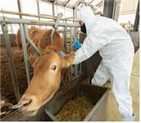 한우 백신 접종모습