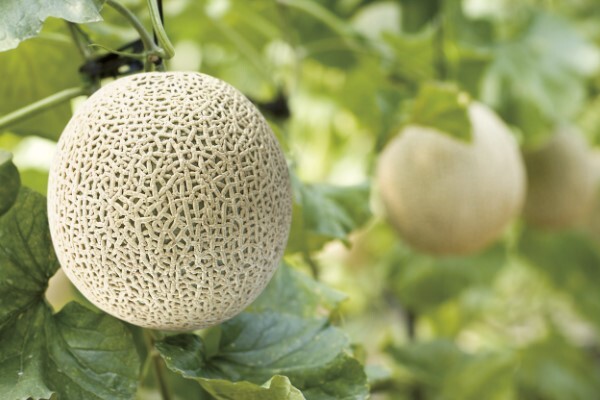 /사진제공=곡성멜론농촌융복합산업화사업단