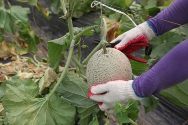 /사진제공=곡성멜론농촌융복합산업화사업단