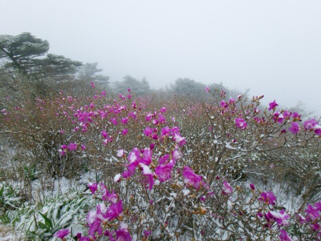 진달래에 내린 눈