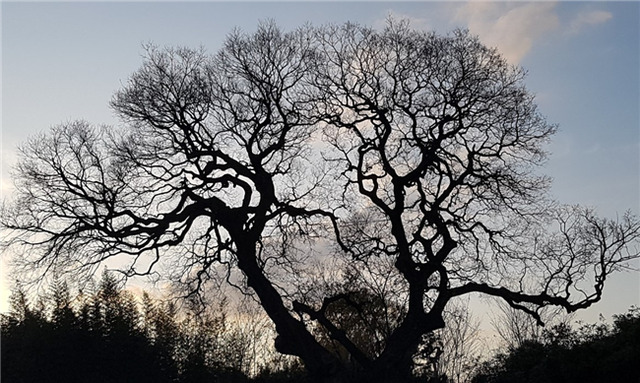 군산 하제마을 팽나무.