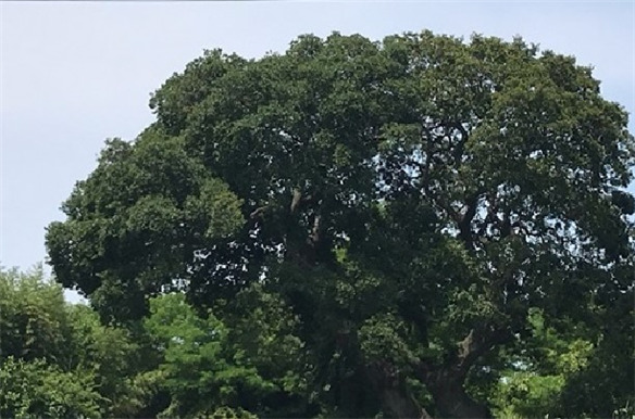 군산 하제마을 팽나무.