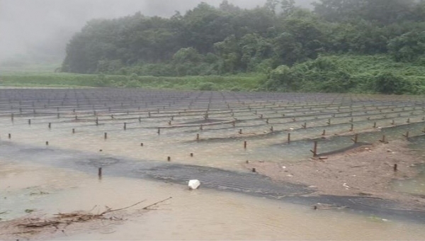 지난해 8월 폭우 때 용담댐 방류로 인해 물에 잠긴 진안지역 인삼밭.