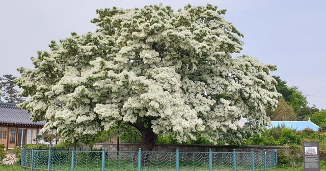 고창 중산리 이팝나무(천연기념물 제183호)