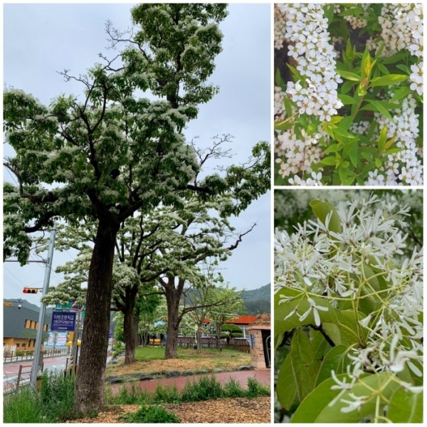 진안 평지리 이팝나무(천연기념물 제214호), 조팝나무의 꽃, 이팝나무의 꽃.