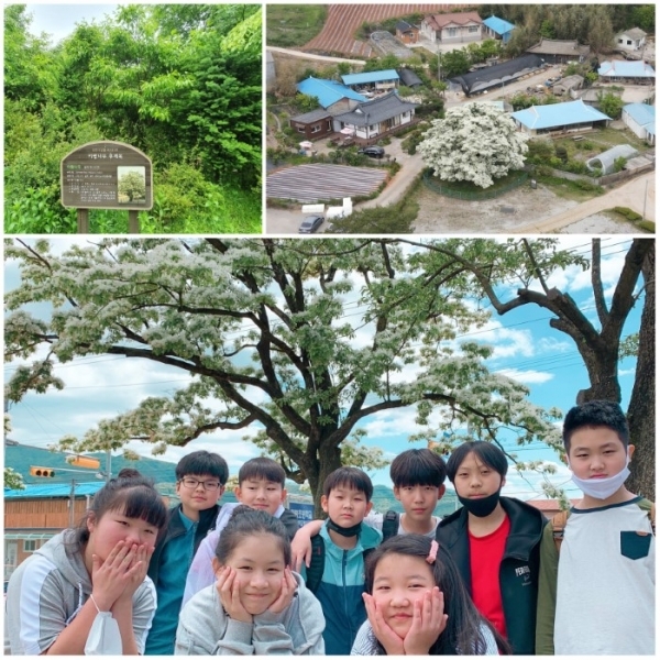 (위) 대아수목원 후계목과 고창 중산리 이팝나무(고창군 제공) / (아래) 진안 마령초등학교학생과 이팝나무 (2020년 사진, 마령초등학교 제공).