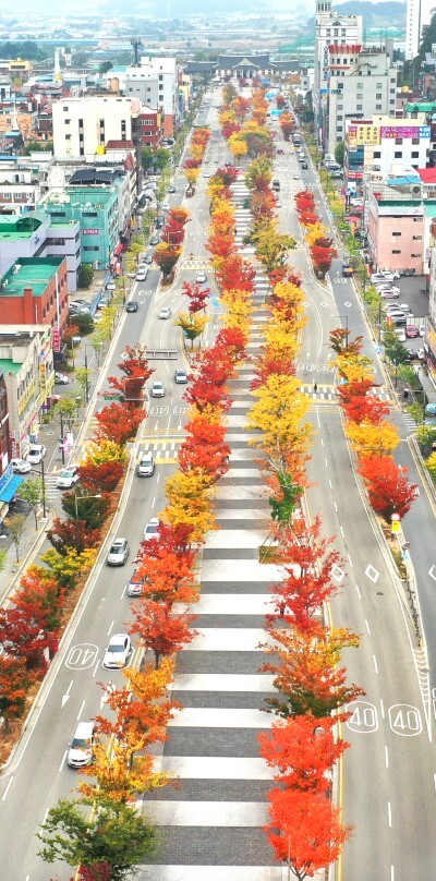 전북일보 오세림 기자, 단풍 물든 전주 첫마중길