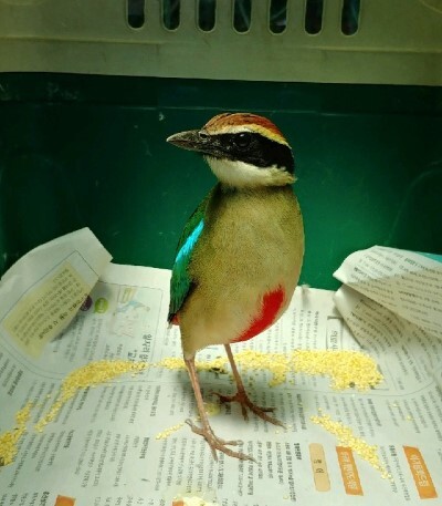 군산에서 구조된 팔색조. /사진제공=김명수 한국조류보호협회 군산지회장