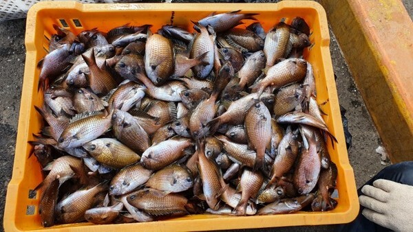 제주 대표 수산물 중 하나인 자리돔.