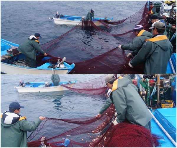 서귀포시 대정읍 앞바다에서 어민들이 그물을 이용해 자리돔을 잡고 있다