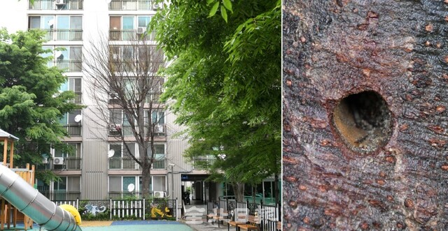 전주시 평화동의 한 아파트 단지내 조경수 35그루가 고사했다. 20일 고사한 나무 뿌리마다 누군가 임의로 지른 1Cm정도 구멍을 뚫은 흔적이 남아 있어 관리사무소와 경찰이 조사를 시작했다. /오세림 기자