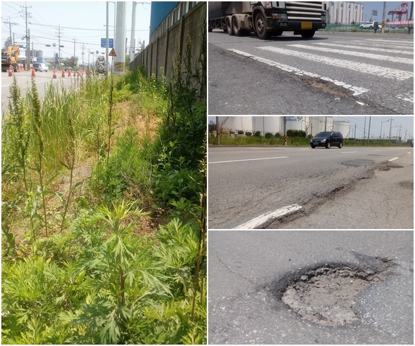 수풀이 자라 있는 군산항 주변 인도 모습(왼쪽)과 파여져 있는 주변 도로 모습.