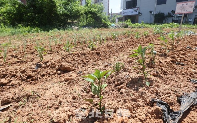 25일 전주시 혁신동주민센터 건설 예정 부지에 설치된 경작금지 안내문이 무색하게 불법경작이 만연하고 있다. /조현욱 기자