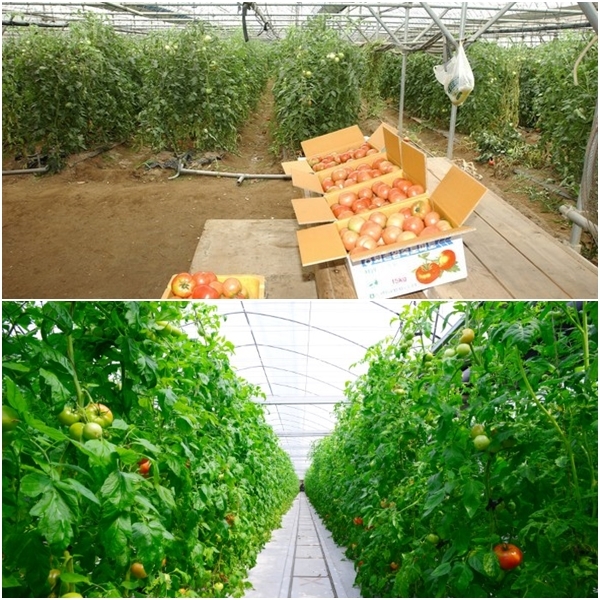퇴촌토마토 재배시설 내부 모습.