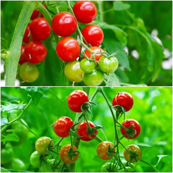 빨간 보석 같은 토마토가 이슬을 맞아 영롱하기까지 하다.