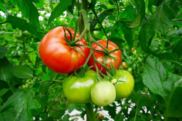 가족이 단단히 엮여 있듯 토마토가 사이좋게 달려 가족을 연상시킨다.