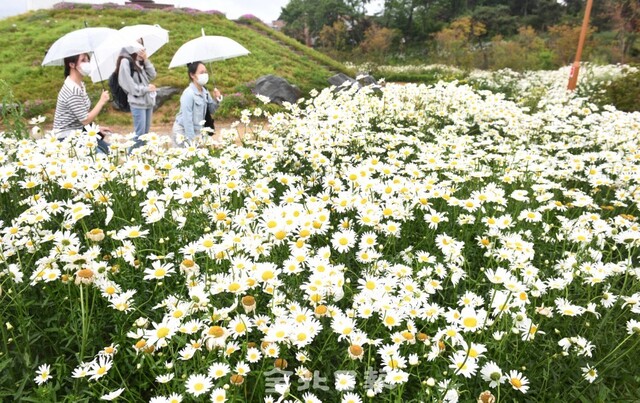 전주대 스타정원에 마가렛꽃이 만개해 27일 학생들이 마가렛꽃 사잇길을 걷고 있다. /오세림 기자