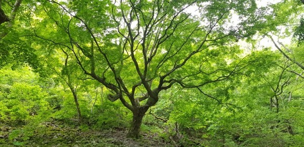 내장산 최고 수령 단풍나무
