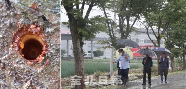 3일 전주시 전미동 숲거리길의 가로수 13그루가 드릴로 구멍이 뚫려 죽어가고 있다. /조현욱 기자