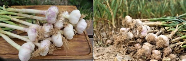 홍성마늘은 한통당 7-9쪽이 나오는데, 1쪽의 크기가 비교될 정도로 알이 굵어 재래 6쪽마늘 보다 30% 정도 수확량이 많다.