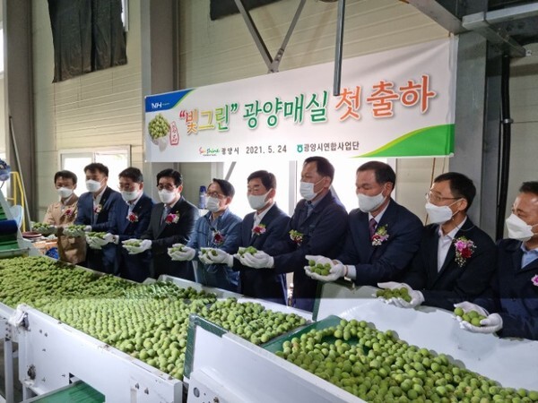 광양매실은 5월말 청매실을 시작으로 7월초까지 홍매실이 순차적으로 출하된다. 5월 24일 열린 첫 출하식 참석자들이 청매실을 들어보이고 있다