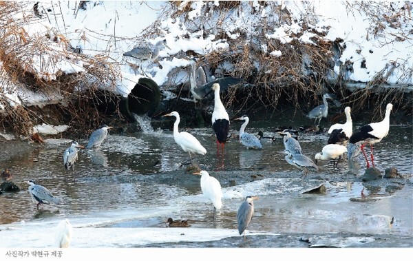 고창 황새 사진 /제공 = 사진작가 박현규