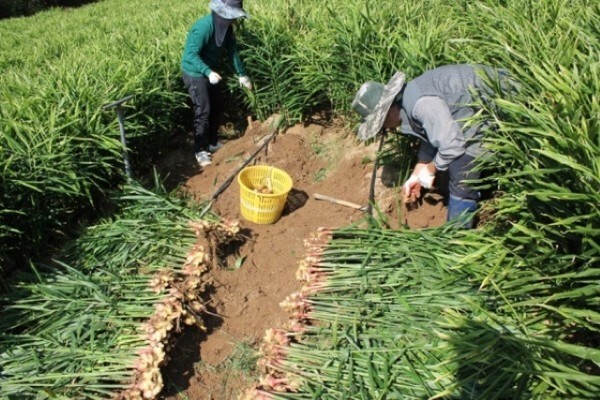 안동지역 한 농가에서 생강을 수확하고 있다. /제공  = 안동시