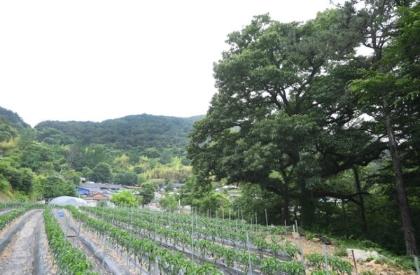 민간인 학살 현장