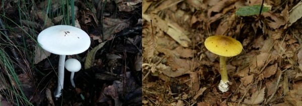 독우산광대버섯(좌), 개나리광대버섯(우)