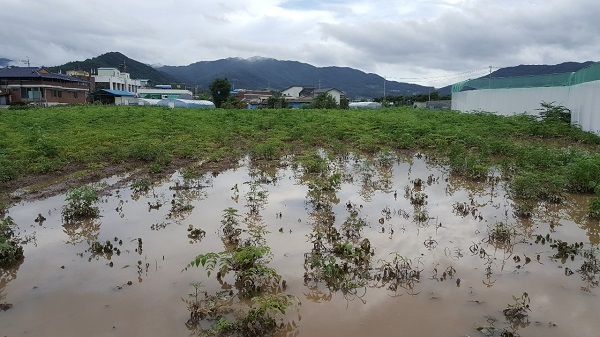 지난해 침수된 두릅 묘목밭