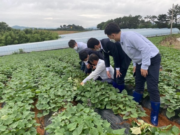 생분해성 플라스틱 시범 적용한 모습