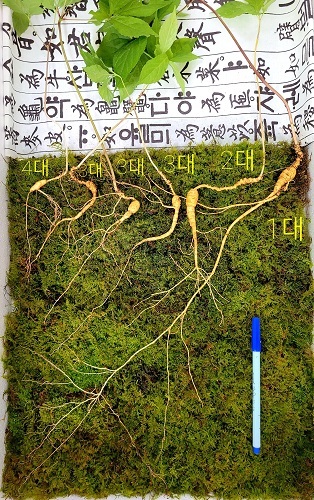 천종산삼 6뿌리 /사진 제공 = 한국전통심마니협회