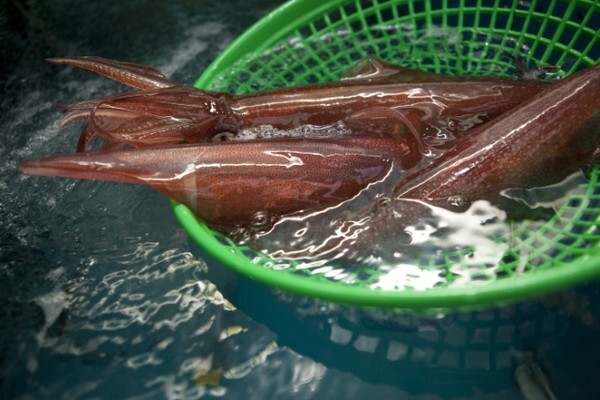 제주의 명품 수산물인 한치. 10개의 발 중 2개의 긴 발을 제외한 나머지 8개 발의 길이가 ‘한 치(一寸·3㎝)’밖에 되지 않는다고 해서 붙은 별명이다. 표준명은 창꼴뚜기. 흔히 창오징어라고 불리기도 한다. /사진 = 제주관광공사 제공.