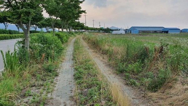 부안스포츠파크 주변 순환남로 인도변
