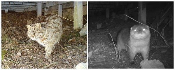 운곡습지에서 발견된 삵(좌)와 수달(우)
