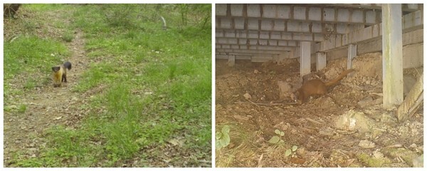 운곡습지에서 발견된 담비(좌)와 족제비(우)