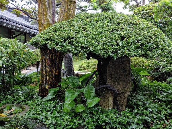 비사벌초사 정원의 줄사철나무