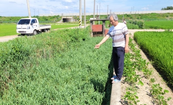 감곡지선 용수로에 수초가 수북하게 자라 있다.