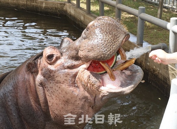 계속되는 폭염으로 동물들도 힘겨운 여름나기를 하고 있다. 29일 전주동물원에서 사육사들의 보살핌을 받으며 시원한 수박과 차가운 물줄기 샤워, 나무 그늘 아래에서 낮잠을 즐기며 동물들이 더위를 식히고 있다. /사진 = 조현욱 기자